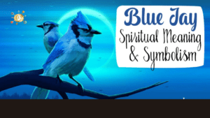 Spiritual Meanings of Seeing a Blue Jay